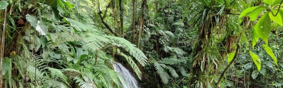 Nouvelle législation pour lutter contre la déforestation dans le commerce des marchandises